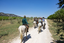 France-Provence-Provence Hills & Wine